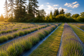 The Seed of an Idea: How Whispering Lavender Farm Found Its True Purpose